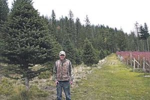 Christmas trees and blueberries