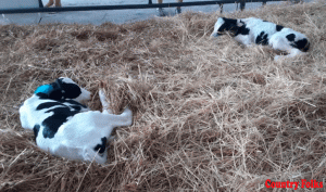 Calf barn requirements for healthy calves - Country Folks Grower