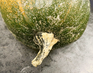 Plan now for better pumpkins next year