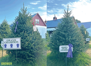 Fraser fir shines brightest in Big E competition