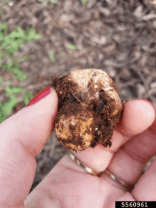 A long-term bet on truffles