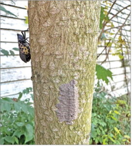 Managing a pair of invasives