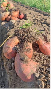 Finding the sweet spot with sweetpotato varieties