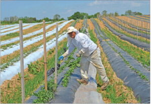 Starting the H-2A process