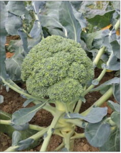 Heat-resistant broccoli testing with a multistate squad