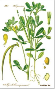 New crop for a growing market: Fenugreek