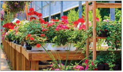 More collaborative than competitive: Growing flowers in the Northeast