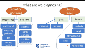 Diagnosing plant problems with a systematic approach