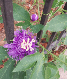 The possibility of planting Passiflora for profit