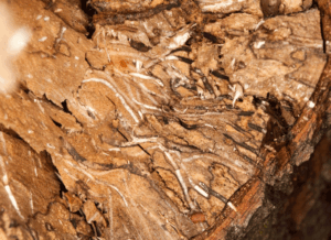 Solving the problem of laurel wilt