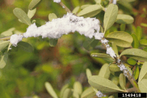 Wily and wooly fruit tree pests