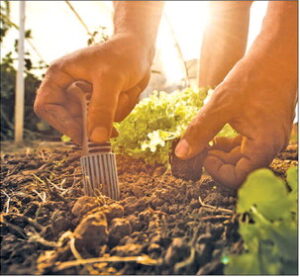 Soil solarization for stellar weed suppression
