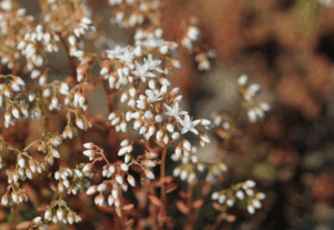 Ornamental groundcovers that work well when the well runs dry