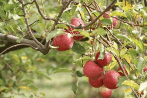 Can apple orchards be ‘carbon-smart’?