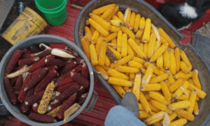 Making a dent in corn varieties for whiskey