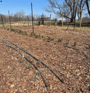 Making irrigation decisions based on soil & data