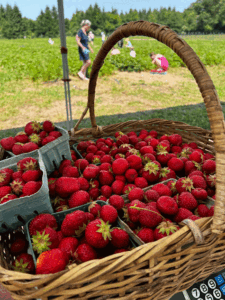 Brandon Family Farm focuses on organic strawberries