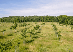 Growing the Northeast chestnut economy