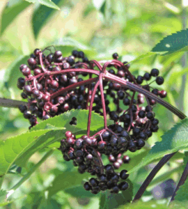 Protein & elderberry juice for value-added products