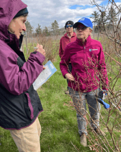 Pruning highbush blueberries