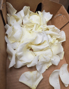 Celebrating with shattered petals