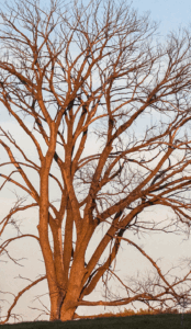Growing through loss