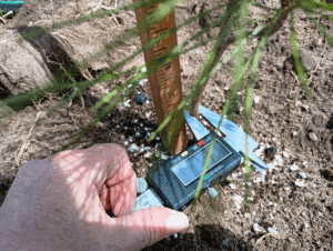 Planting for the future: A Michigan farm family’s pine nut experiment